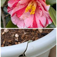 シラネアオイ,バイモユリ,乙女椿,クレマチス ピクシー,椿の画像