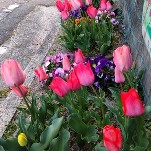 チューリップ,花束,家庭菜園,庭の画像