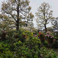 小さな庭,フェンスの画像