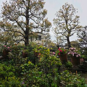 小さな庭,フェンスの画像