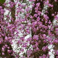 ツバキ,ミツマタ,ミツバツツジ,滋賀 叶 匠壽庵 寿長生の郷の画像