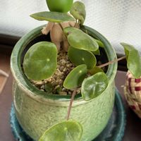 チランジア,ピレア・ペペロミオイデス,奄美大島,ｵｹﾂの日,窓辺の画像