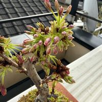 旭山桜,苔玉の画像