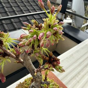 旭山桜,苔玉の画像