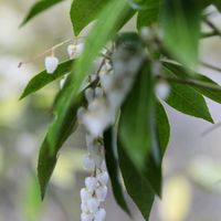 アセビ,馬酔木(アセビ）の画像