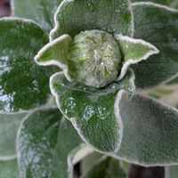 スミレ,ムスカリ,ラグラスバニーテール,エルサレムセージ,雲南黄梅(ウンナンオウバイ)の画像