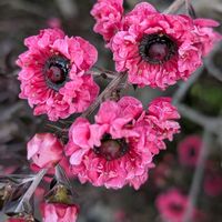 ギョリュウバイ,ピンクワールドへ ようこそ,池堀街道の画像