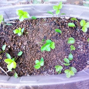 クリスマスローズ,レンテン・ローズ,地植え,実生,種からの画像