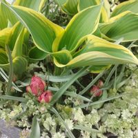 グレコマ,ギボウシ（ホスタ）,原種チューリップ,寄せ植え,球根植物の画像