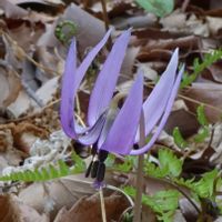 カタクリ,山野草,植栽,昭和記念公園　こもれびの丘,お出かけ先の画像