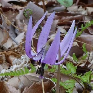 カタクリ,山野草,植栽,昭和記念公園　こもれびの丘,お出かけ先の画像