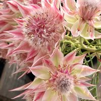 グレビレア,パフィオペディルム,新津フラワーランドの画像