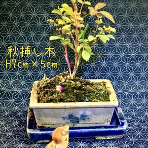 盆栽,小品盆栽,ミニ盆栽,iPhone撮影,スマホ撮影の画像