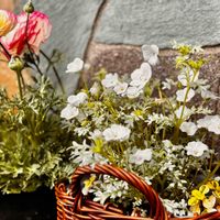 レースラベンダー,ペチコート水仙,スウェーデンアイビー,ネモフィラ白,葉牡丹萌花ショコラの画像