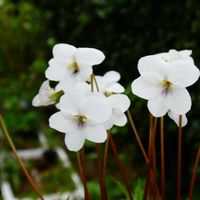 スミレ,球根植物,鉢花,春がきた♪の画像