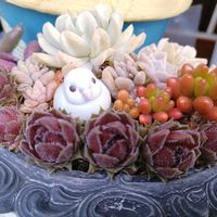 サボテン,多肉植物いろいろ,多肉植物,多肉寄せ植え,お庭の植物の画像