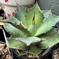 紅稚児,パキポディウム,パキポディウム・デンシフローラム,マローム,アガベチタノタ　パンダの画像