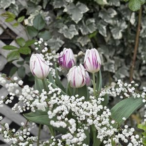 シジミバナ,シジミバナ,チューリップ,バラ,ポピーの画像