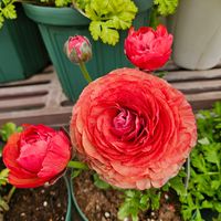 ラナンキュラス・マシェ,鉢植え,明るい日陰,プランター,ガーデニング初心者の画像