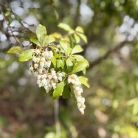 アセビ,スミレ,ダンコウバイ,アオキの赤い実,山野草の画像