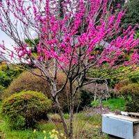 スイセン,ハナズオウ,ムスカリ,花のある暮らし,お供えの画像
