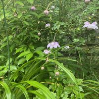 ヒアシンス,ムスカリ,レンゲショウマ,レンゲショウマ,ウラシマソウの画像