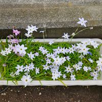 ハナニラ,鉢植え,明るい日陰,プランター,ガーデニング初心者の画像
