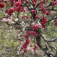 サクラ,スミレ,ハナカイドウ,アーモンド,ゲンペイシダレモモの画像