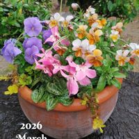 カレックス,パンジー,ビオラ,寄せ植え,ガーデニングの画像