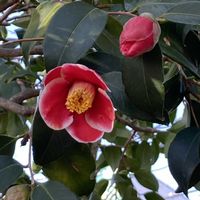 ツバキ,玉之浦,椿　大神楽,植栽,ツバキ科ツバキ属の画像