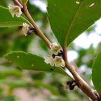 ヒサカキ,明治神宮御苑の画像