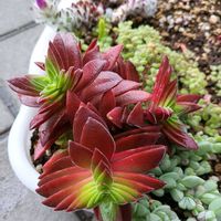 火祭り,ブロウメアナ,カメレオン,紅葉祭り,ウェルデルマニーの画像