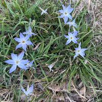 ハナニラの画像