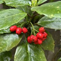 アオキ,アオキ,アオキ,アオキの雌花,アオキの雌花の画像