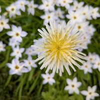 ハナニラ,タンポポ,西側植え込みの画像