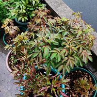 イチゴ,シャクヤク,スナップエンドウ,スナップエンドウ,シャクヤク　ドゥーテルの画像