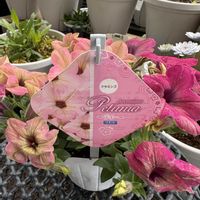 ハツユキカズラ,ローダンセマム・マーキュリー,ハルディン,花が好き,寒冷地の画像