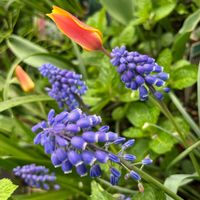 スノーフレーク,チューリップ,ムスカリ,ビオラ,スイセン　タリアの画像