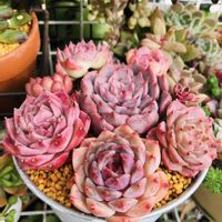多肉植物,多肉寄せ植え,多肉植物のある暮らし,多肉女子,おうち園芸の画像