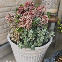 スキミア,バロータ,スキミア ピンクドワーフ,スキミア ピンクドワーフ,シルバーリーフの画像