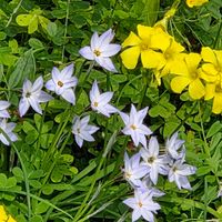 ハナニラ,ソメイヨシノ,タンポポ,桜ソメイヨシノ,カラスノエンドウの画像