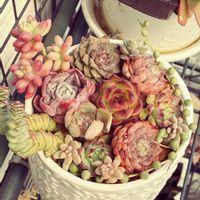 多肉植物,多肉寄せ植え,多肉植物のある暮らし,多肉女子,おうち園芸の画像