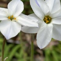 ハナニラの画像