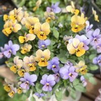 オーロラ,ビオラ・ミステリアスシリーズ・マリア,A-STORYビオラ流星ピンク,花のある暮らし,春の庭の画像