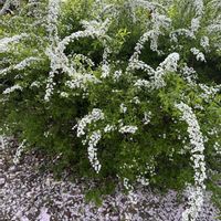 ユキヤナギ,宿根草,多肉植物いろいろ,桜,桜の画像