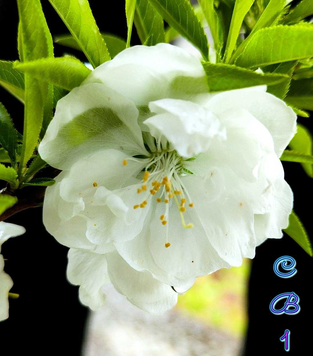 花様⬛ご確認用画像 8月26日のお花はゴマ｜🍀GreenSnap（グリーンスナップ）