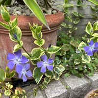スナップエンドウ,サニーレタス,斑入りツルニチニチソウ,ルッコラのお花,おうち園芸の画像