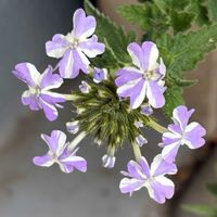 バーベナの画像