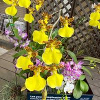 デンドロビウム,ミニ胡蝶蘭,オンシジューム,咲いた！,花のある暮らしの画像