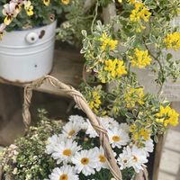 緑のある暮らし,狭いベランダ,朝のひととき,花を育てる日々,感謝の日々の画像